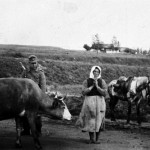Реквізиція худоби у населення. Україна. 1941-1943